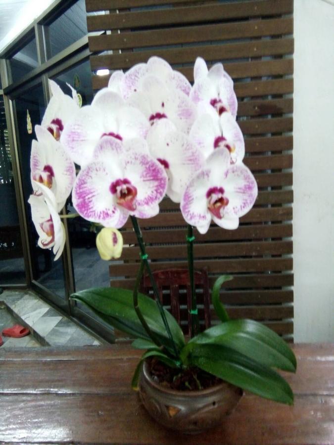 Bed and Breakfast Aunt & Uncle'S House Chiang Mai Exterior foto